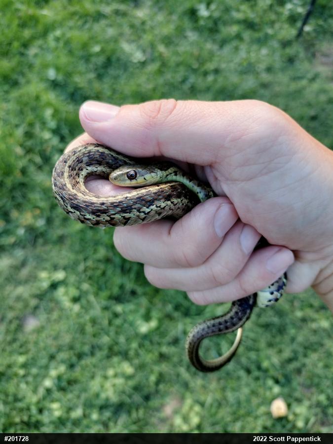Eastern Gartersnake