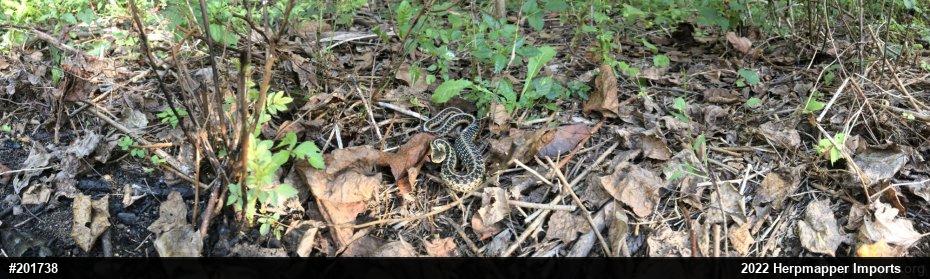 Eastern Gartersnake