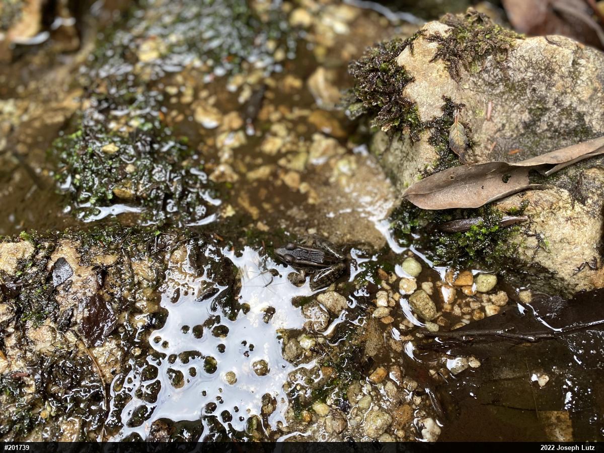 Pickerel Frog