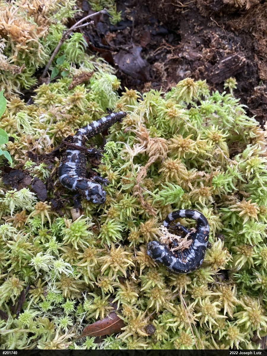 Marbled Salamander