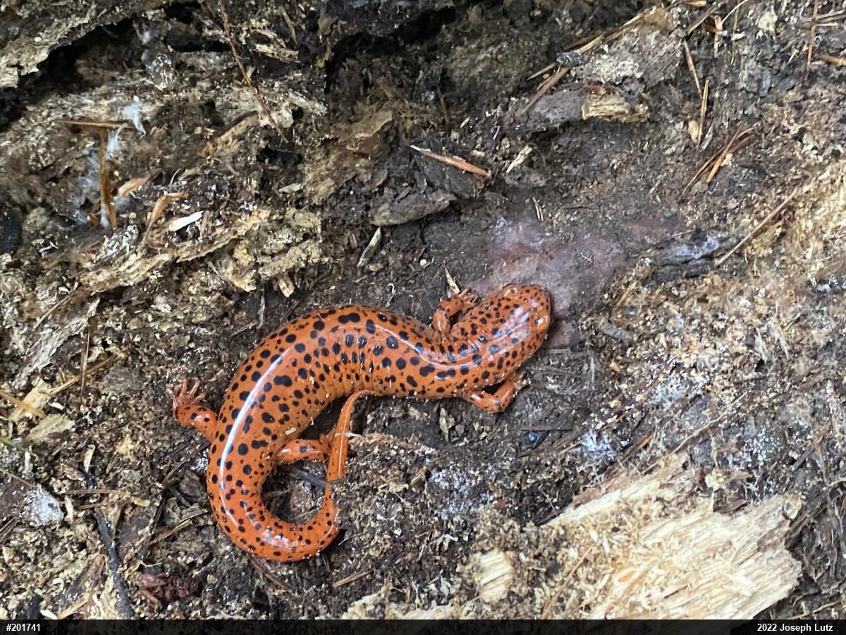 Northern Red Salamander