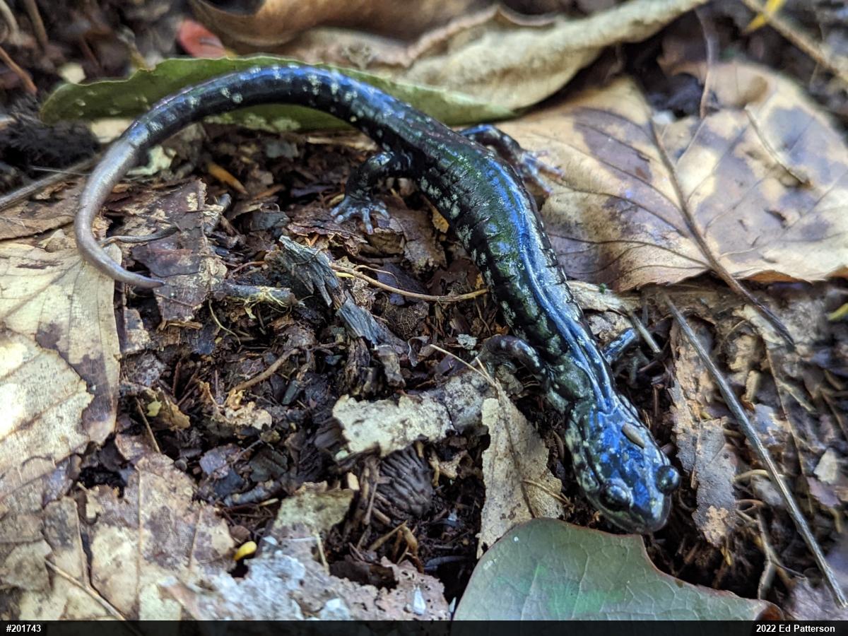 Northern Slimy Salamander