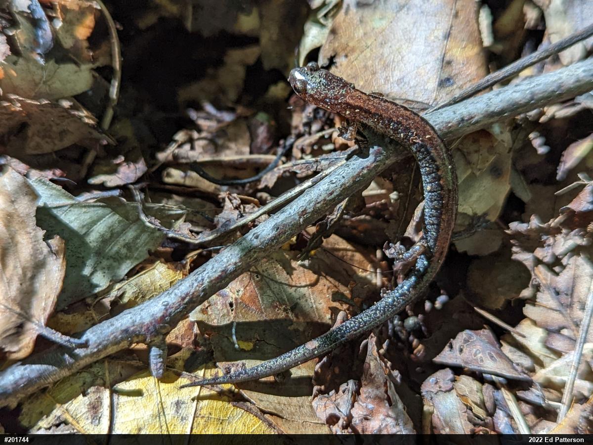 Eastern Red-backed  Salamander