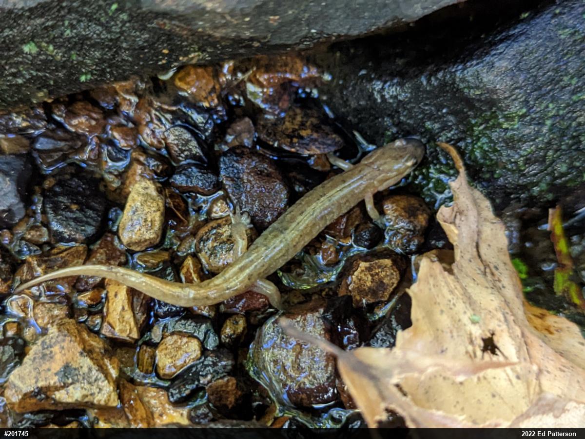 Northern Dusky Salamander