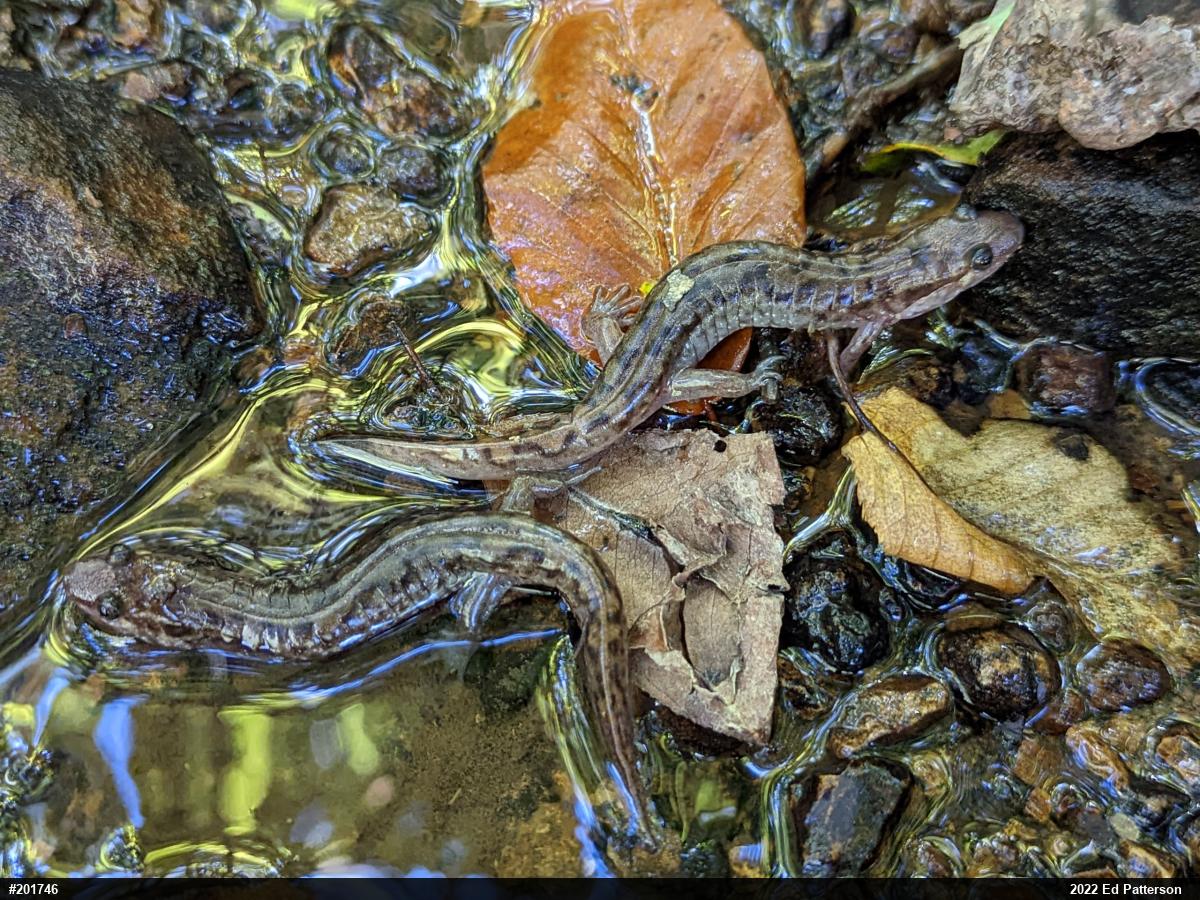 Seal Salamander