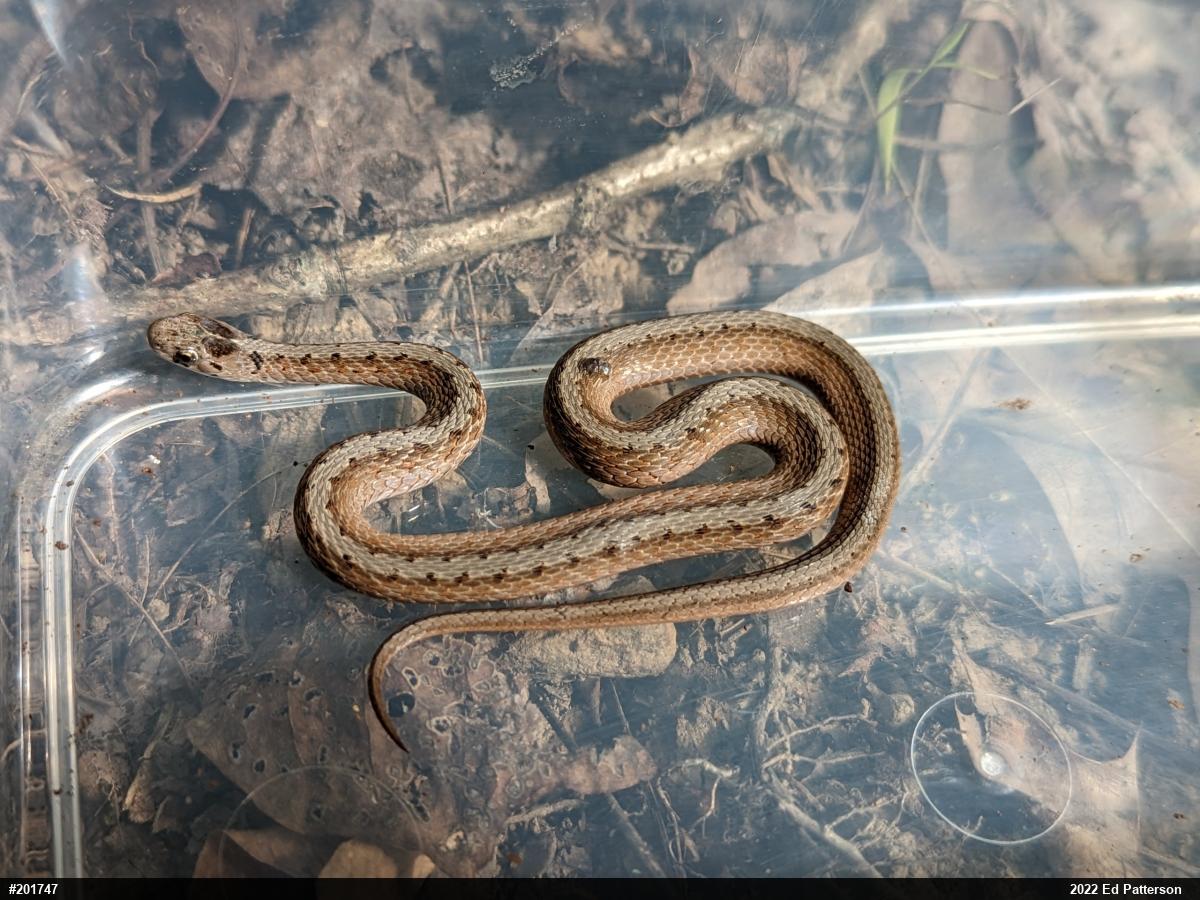 Dekay's Brownsnake