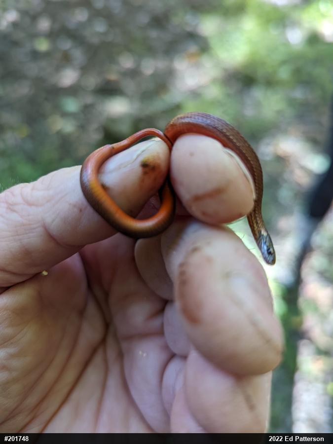 Red-bellied Snake