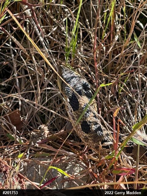 Eastern Hog-nosed Snake