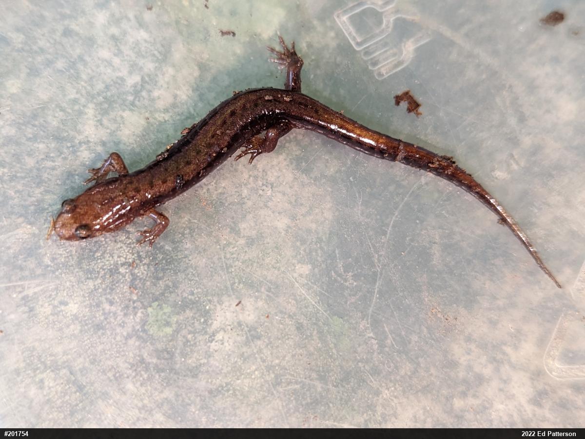 Allegheny Mountain Dusky Salamander