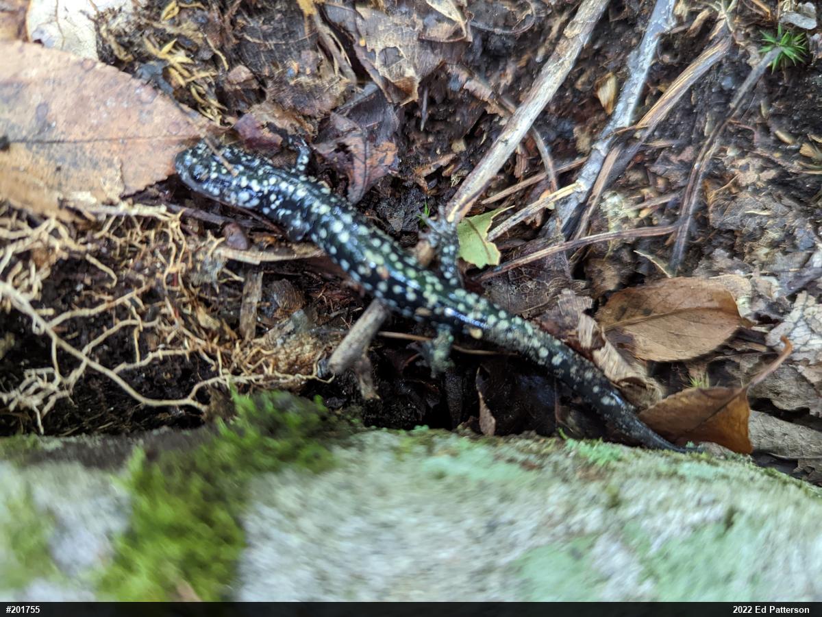 Northern Slimy Salamander