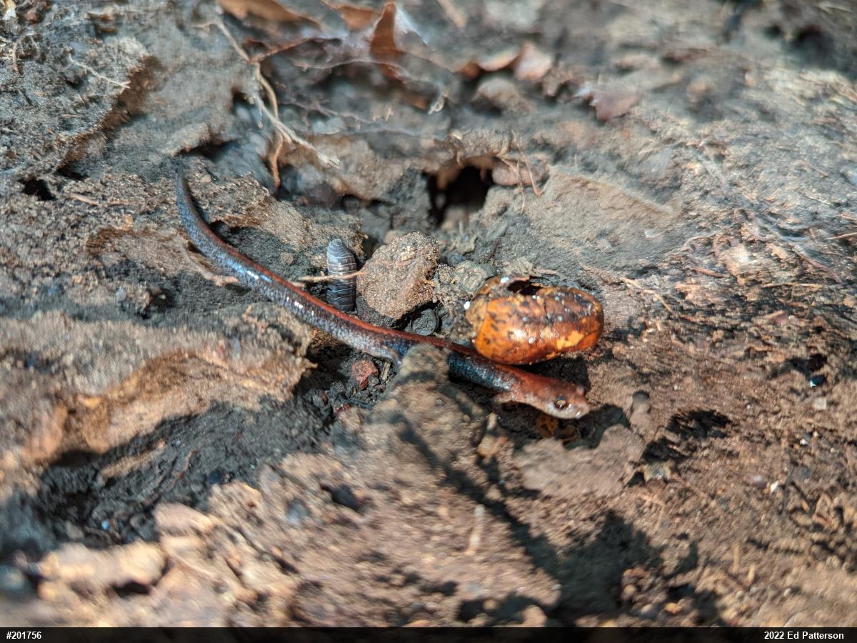 Eastern Red-backed  Salamander