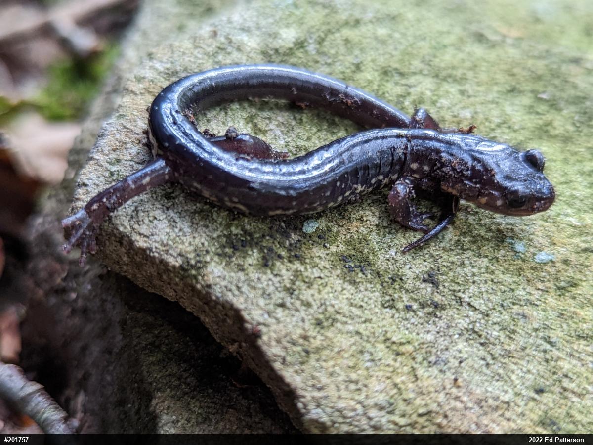 Wehrle's Salamander