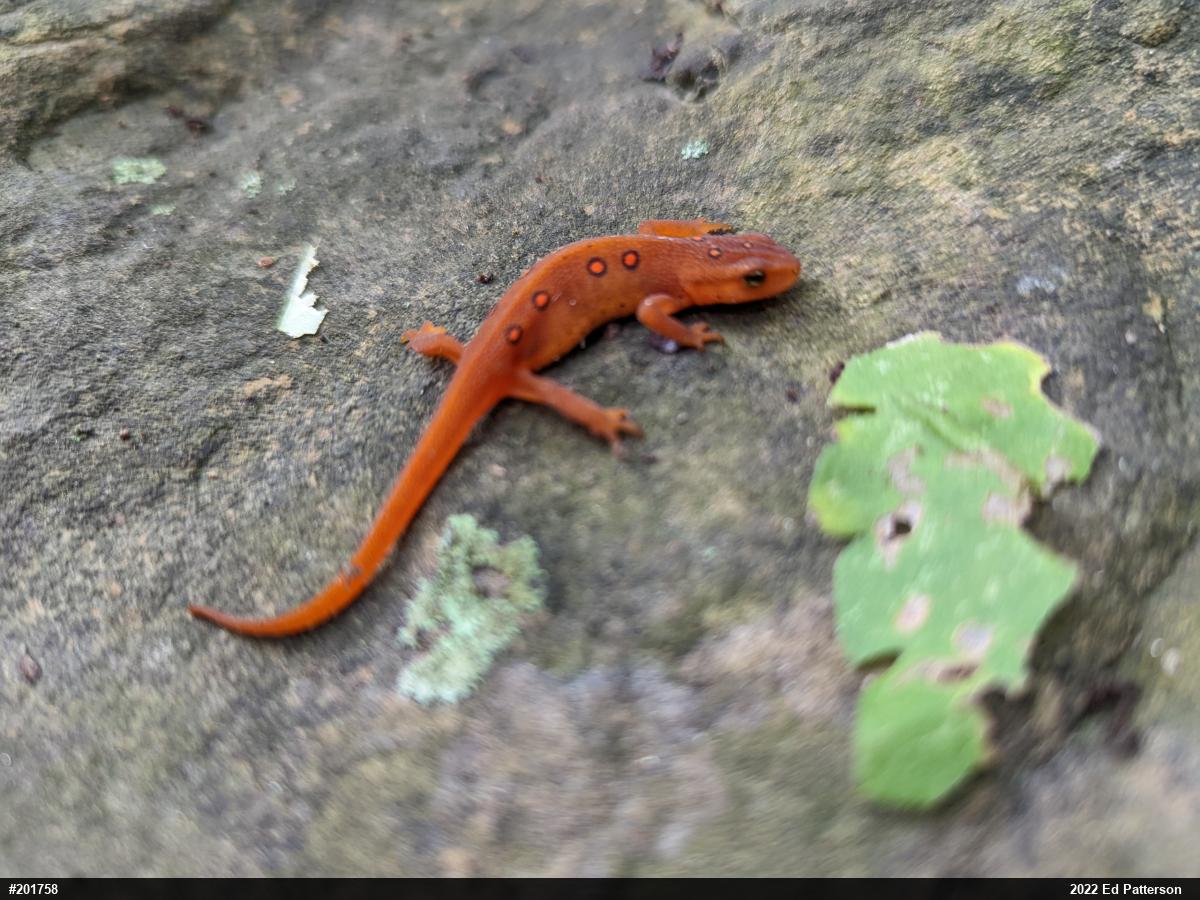 Red-spotted Newt