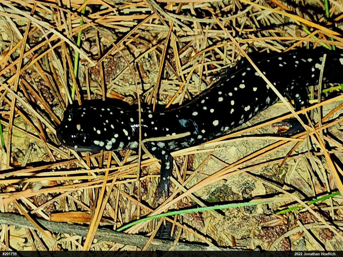 Northern Slimy Salamander