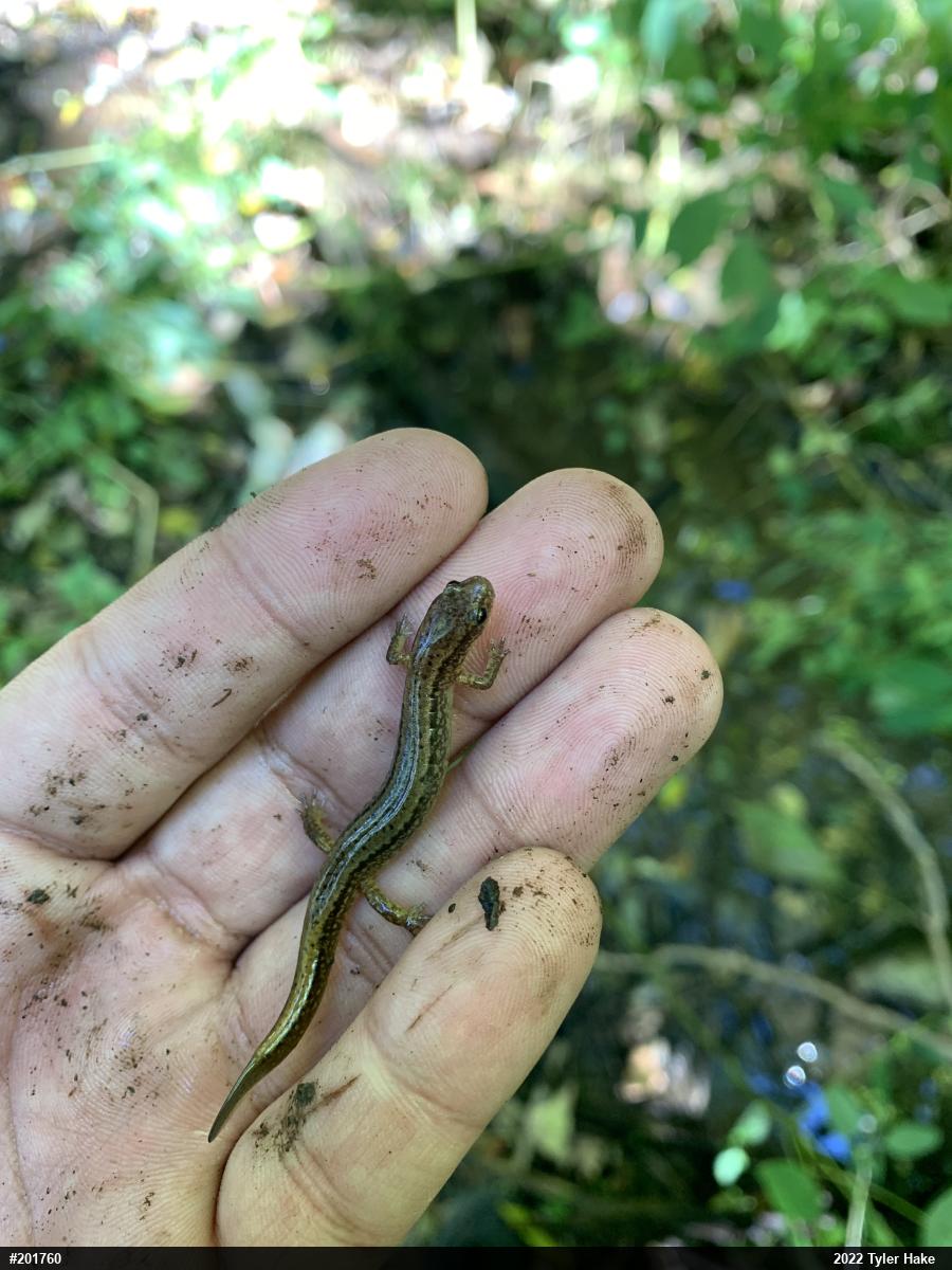 Northern Two-lined Salamander
