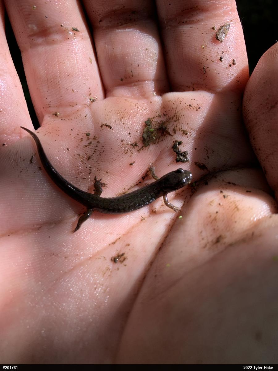 Northern Dusky Salamander