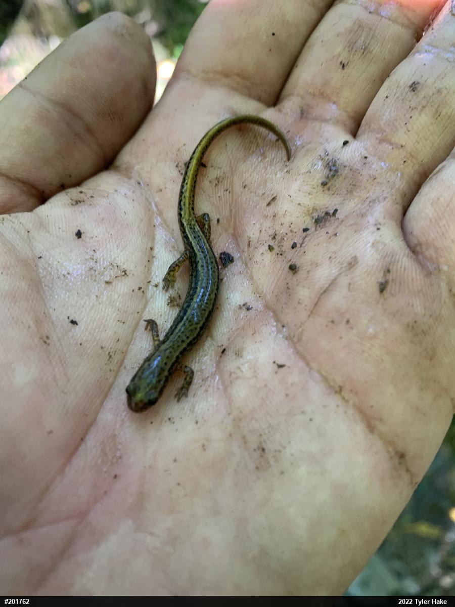 Northern Two-lined Salamander