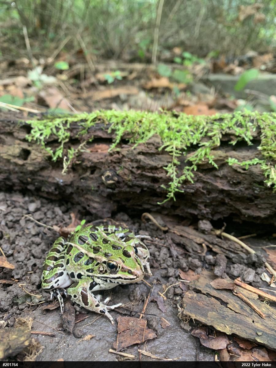 Northern Leopard Frog