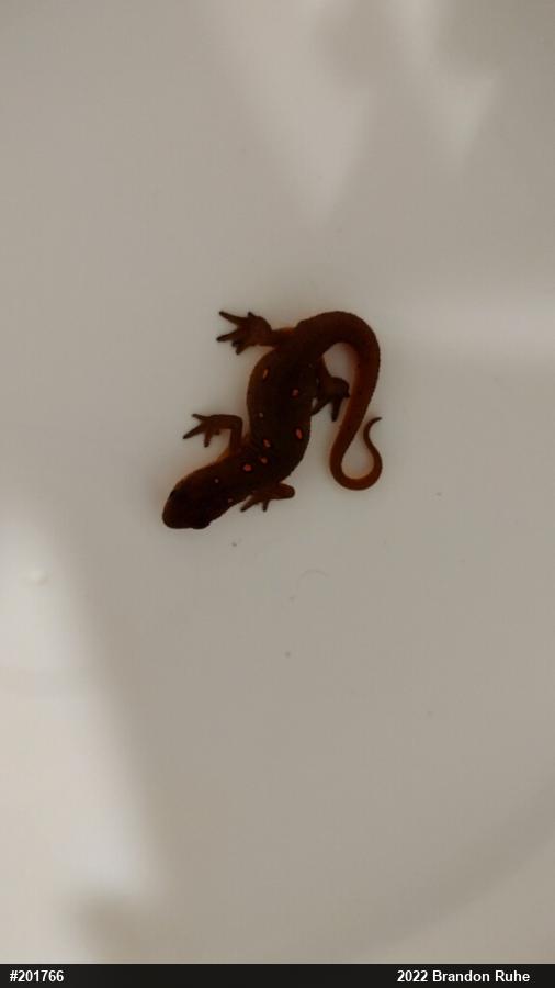 Red-spotted Newt