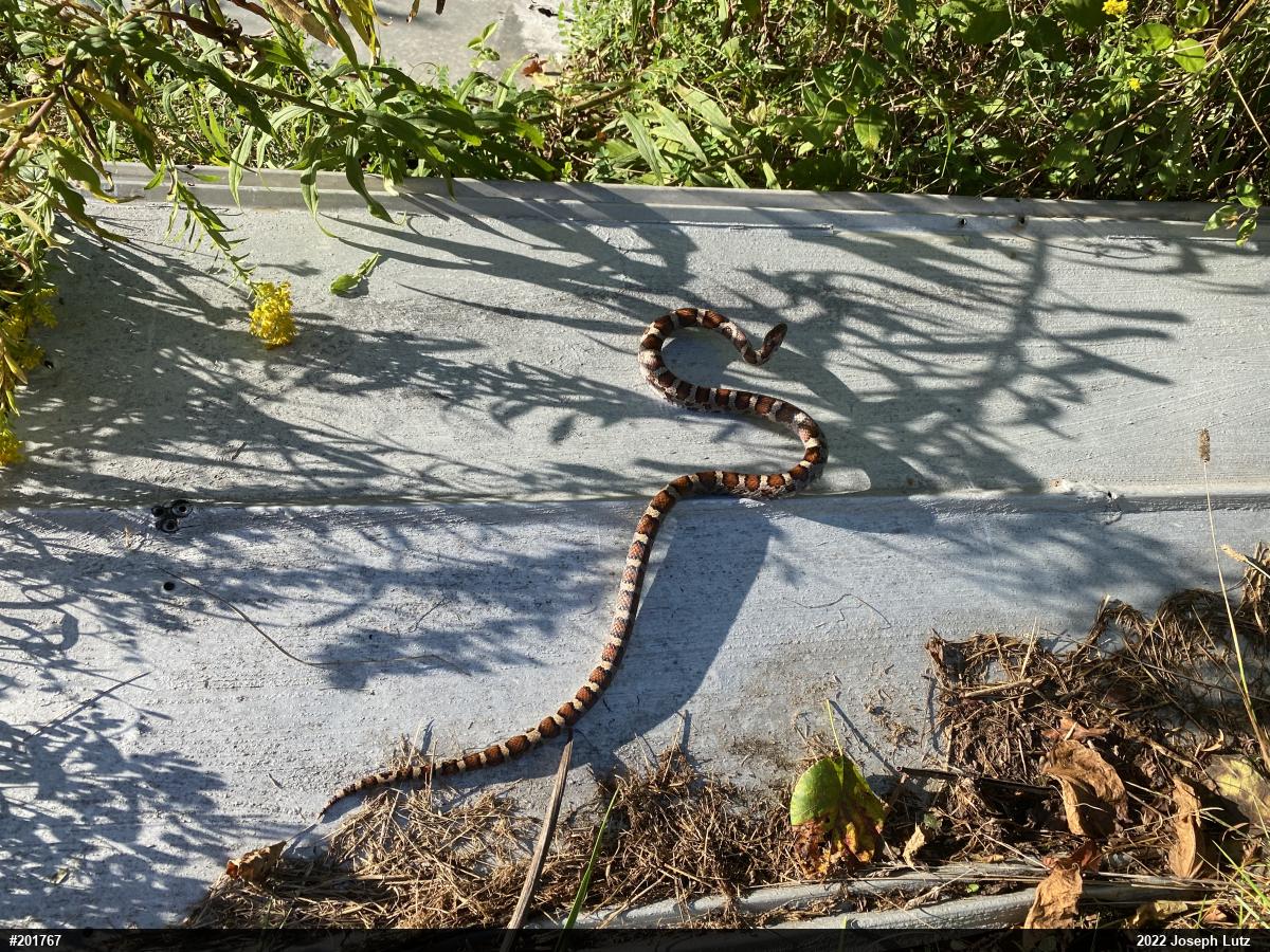 Eastern Milksnake