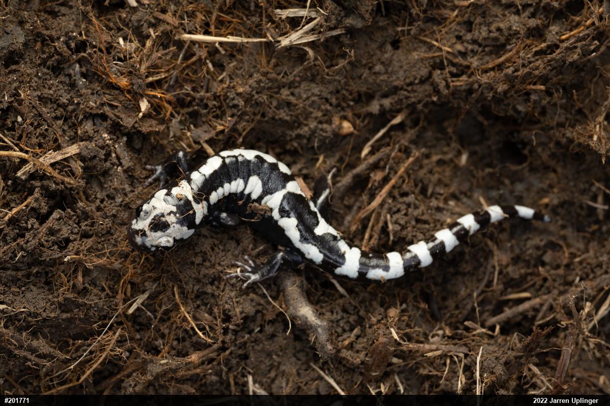 Marbled Salamander