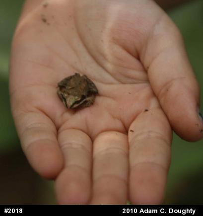 Wood Frog