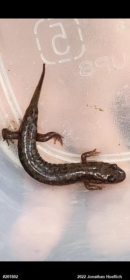 Northern Dusky Salamander