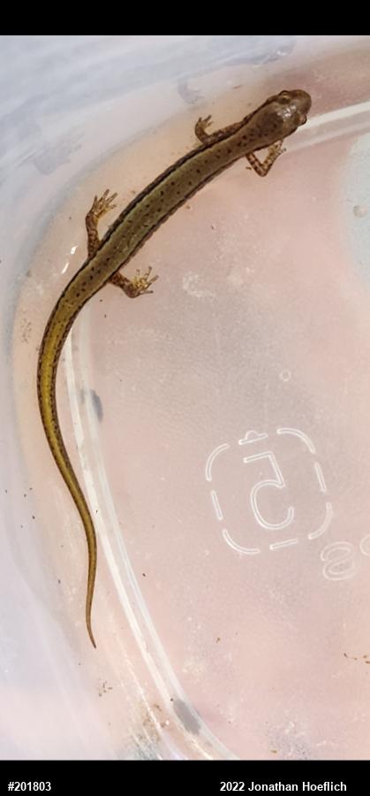 Northern Two-lined Salamander
