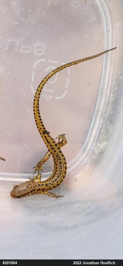 Eastern Long-tailed Salamander