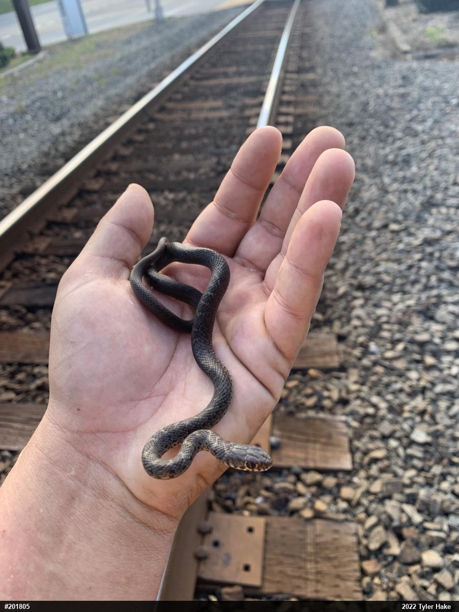 Northern Black Racer