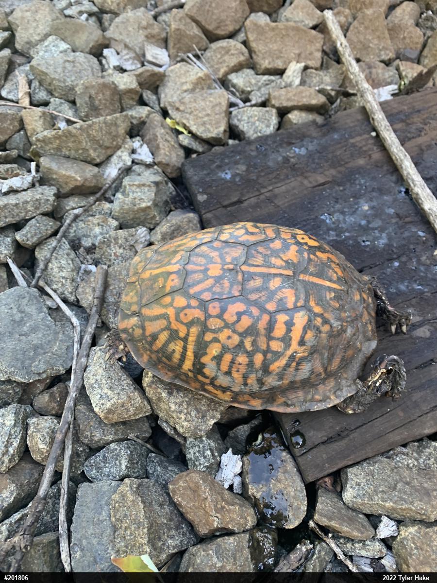 Eastern Box Turtle