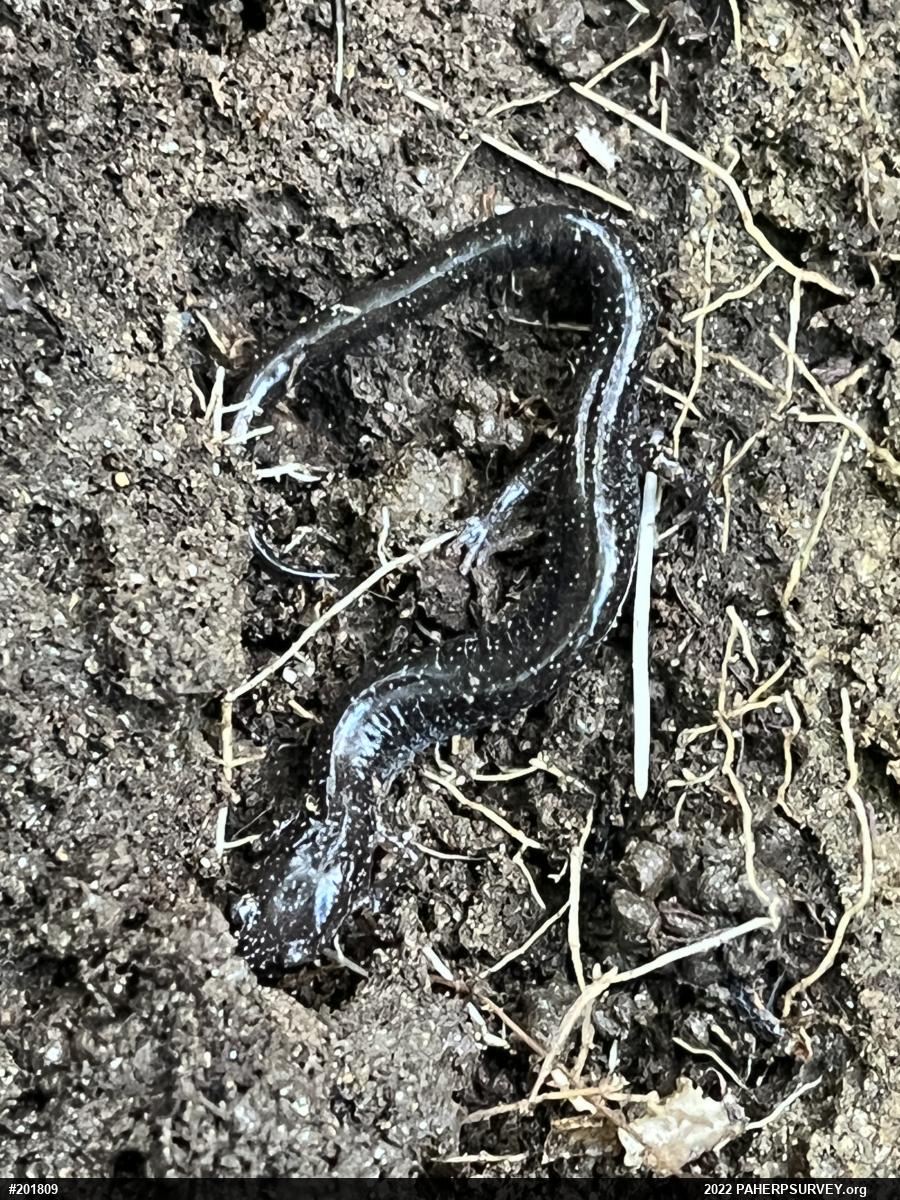 Eastern Red-backed  Salamander