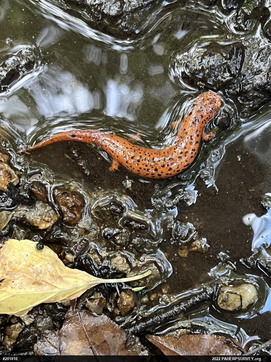 Northern Red Salamander