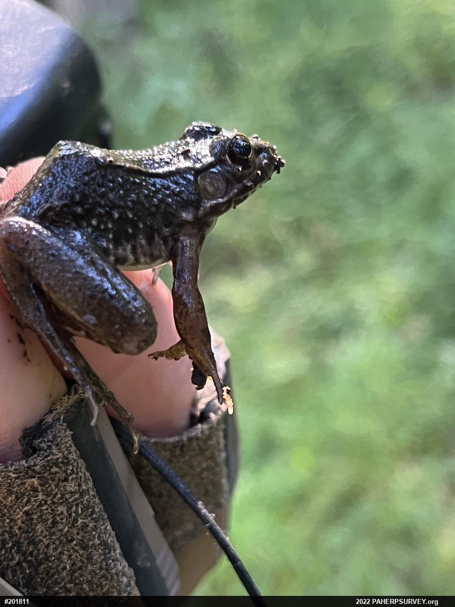 Green Frog