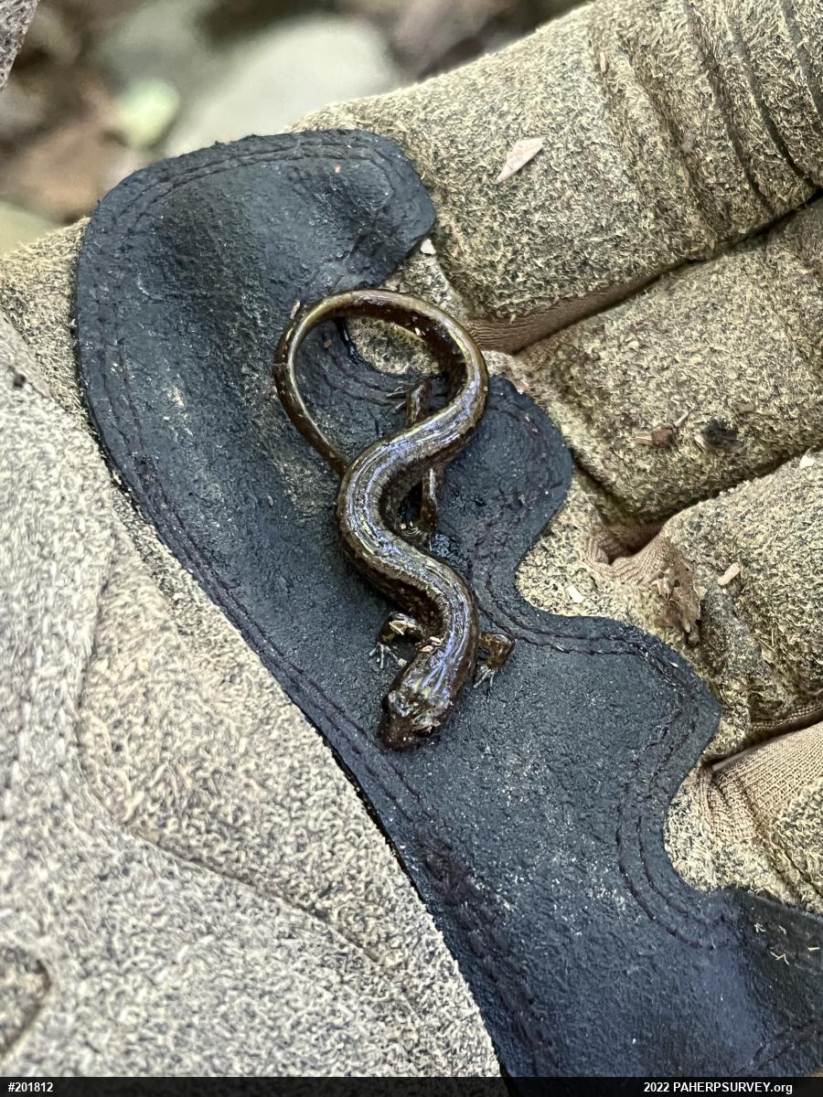 Northern Two-lined Salamander