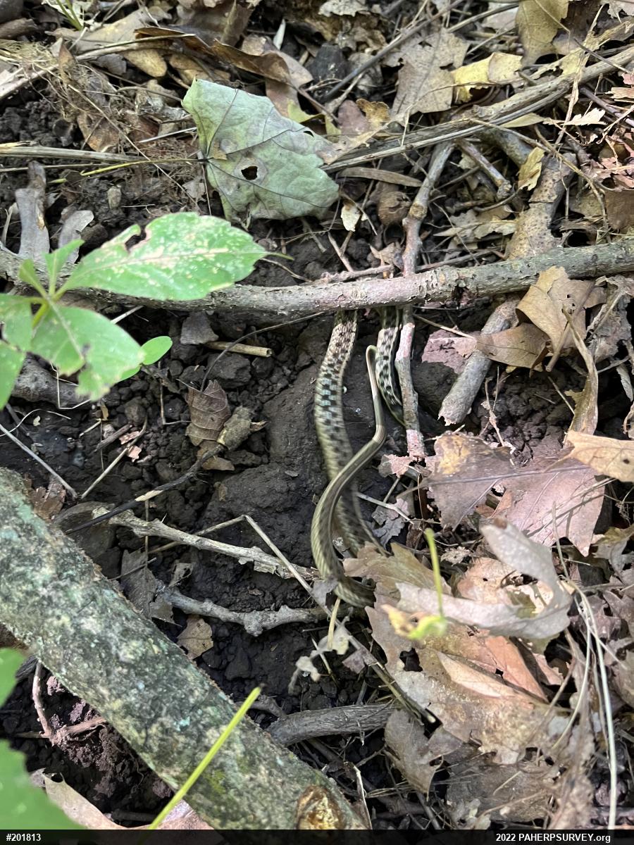 Eastern Gartersnake