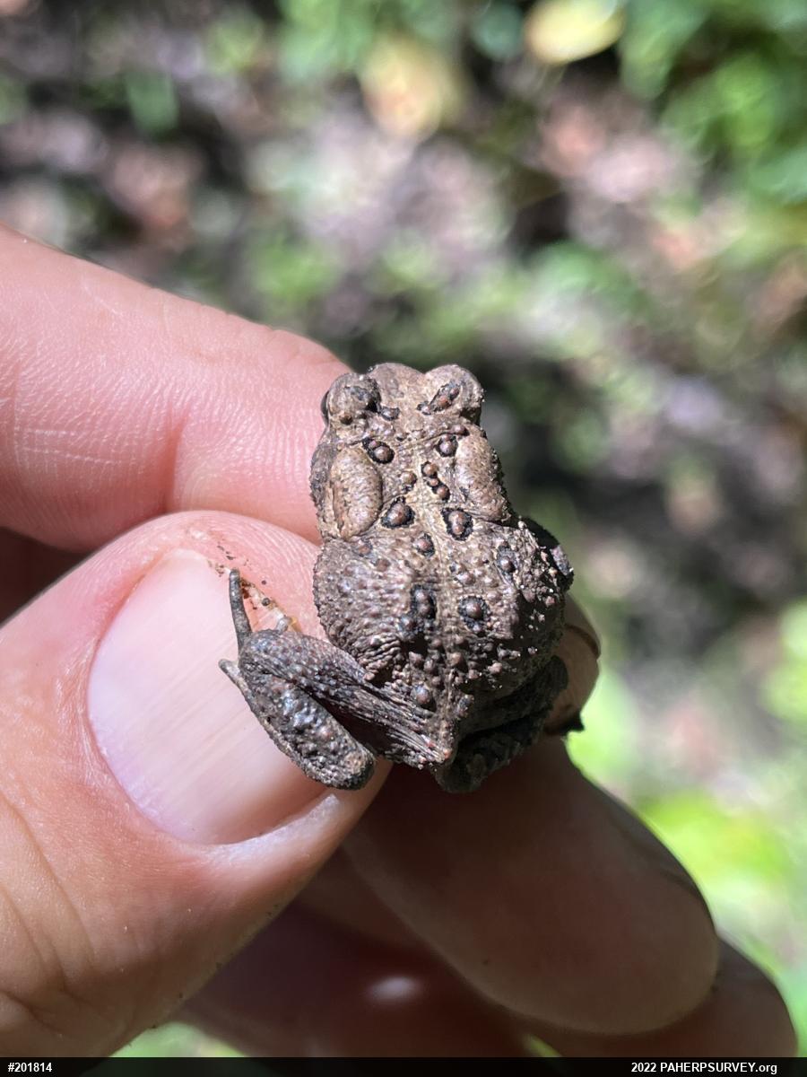 Eastern American Toad