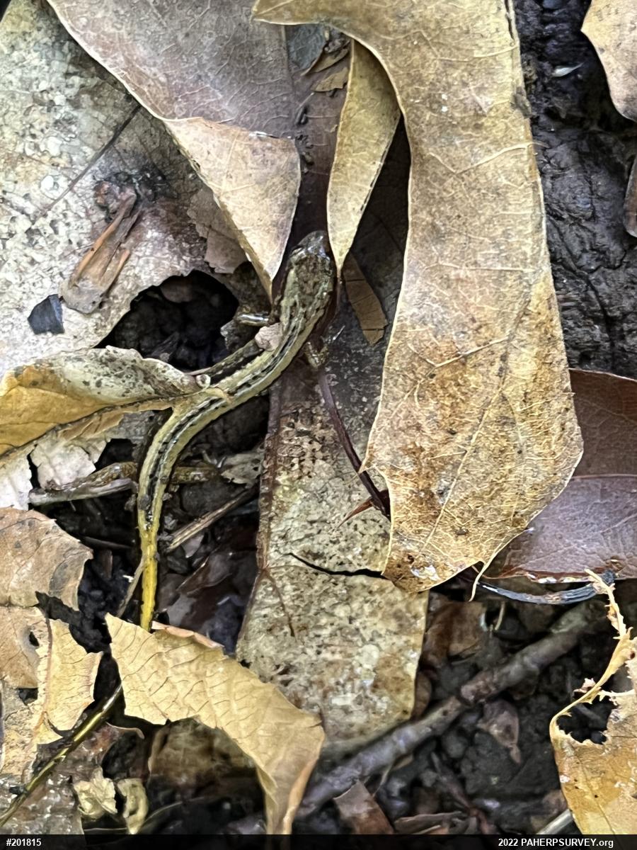 Northern Two-lined Salamander