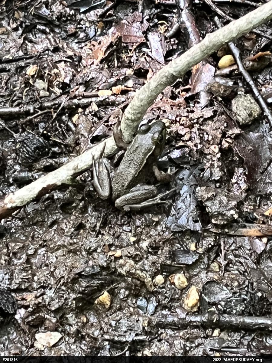 Green Frog