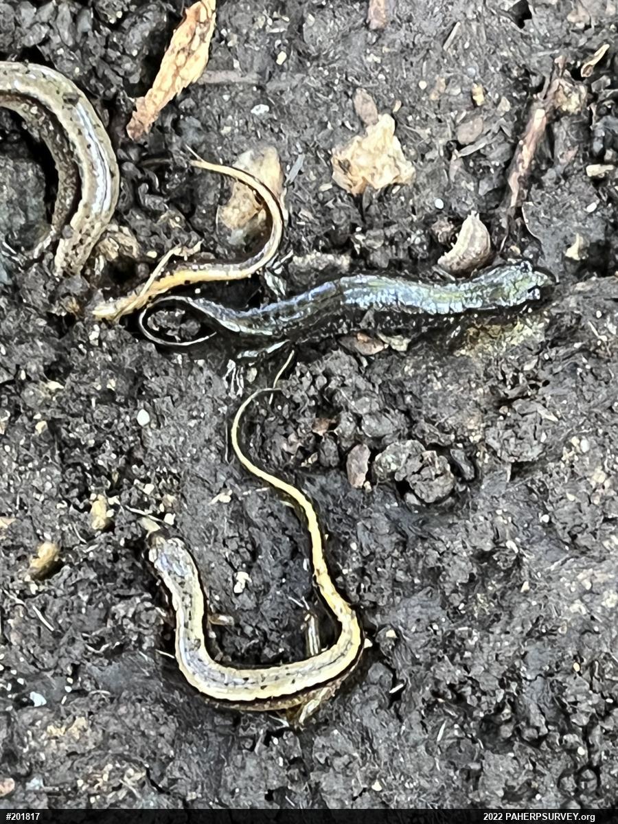 Northern Dusky Salamander