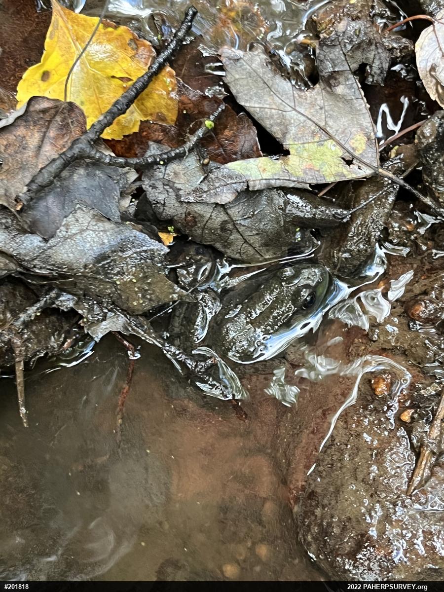 Green Frog