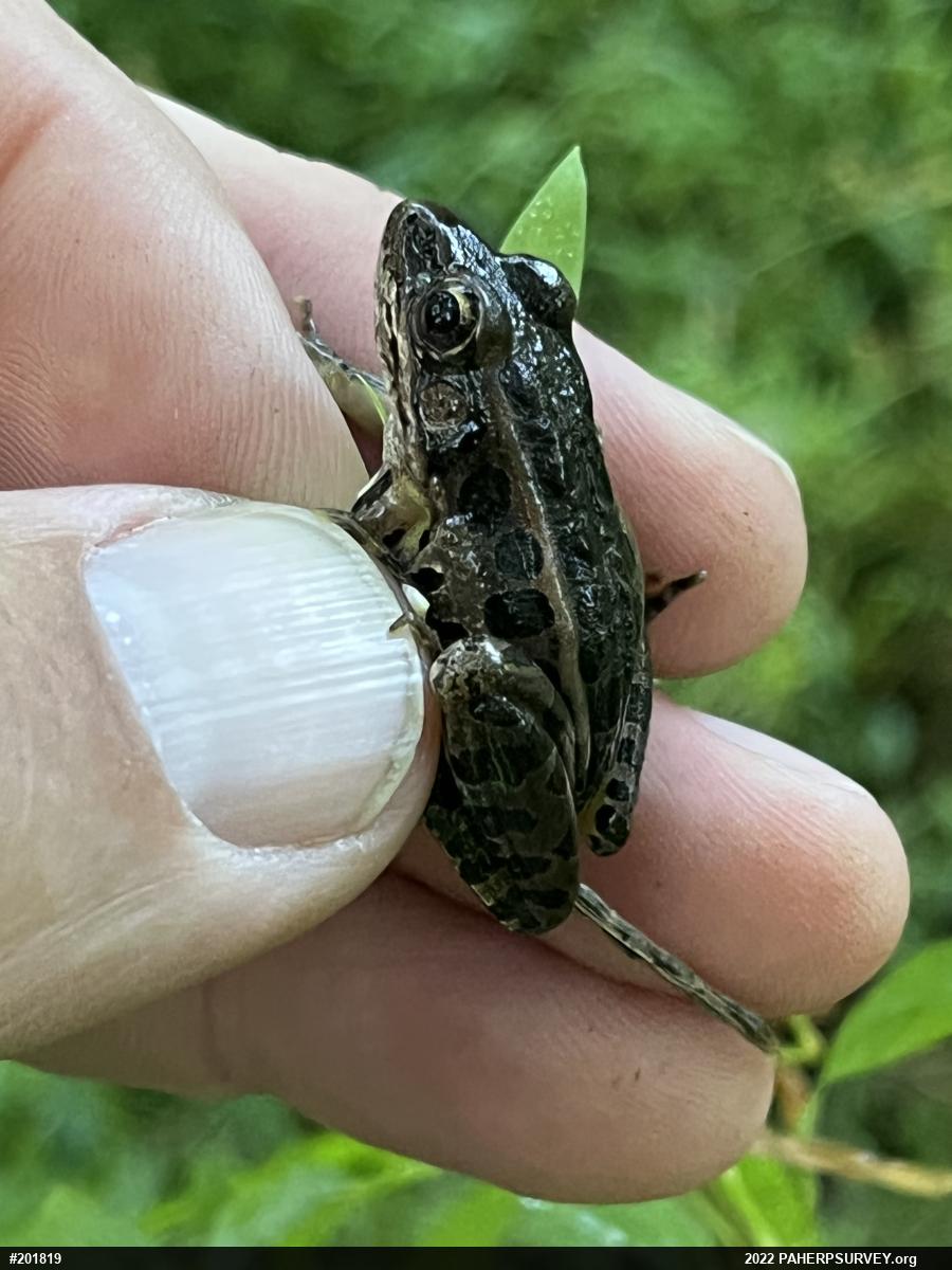 Pickerel Frog