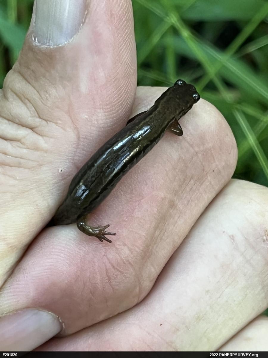 Northern Two-lined Salamander
