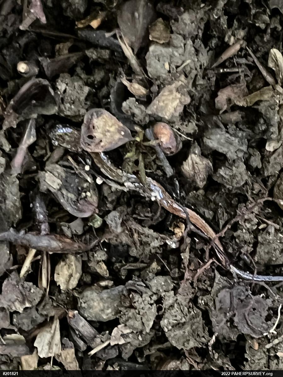 Eastern Red-backed  Salamander