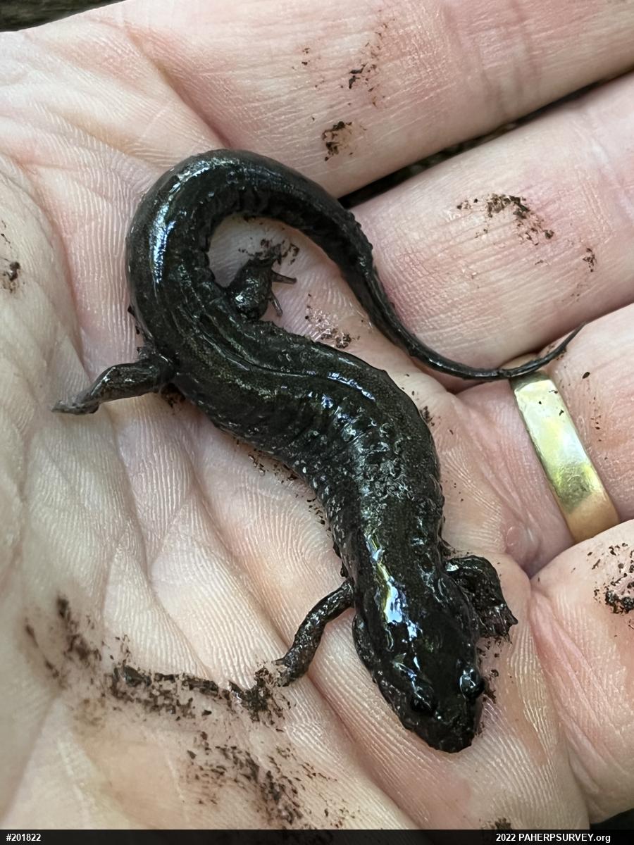 Northern Dusky Salamander