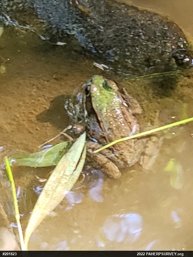 Green Frog