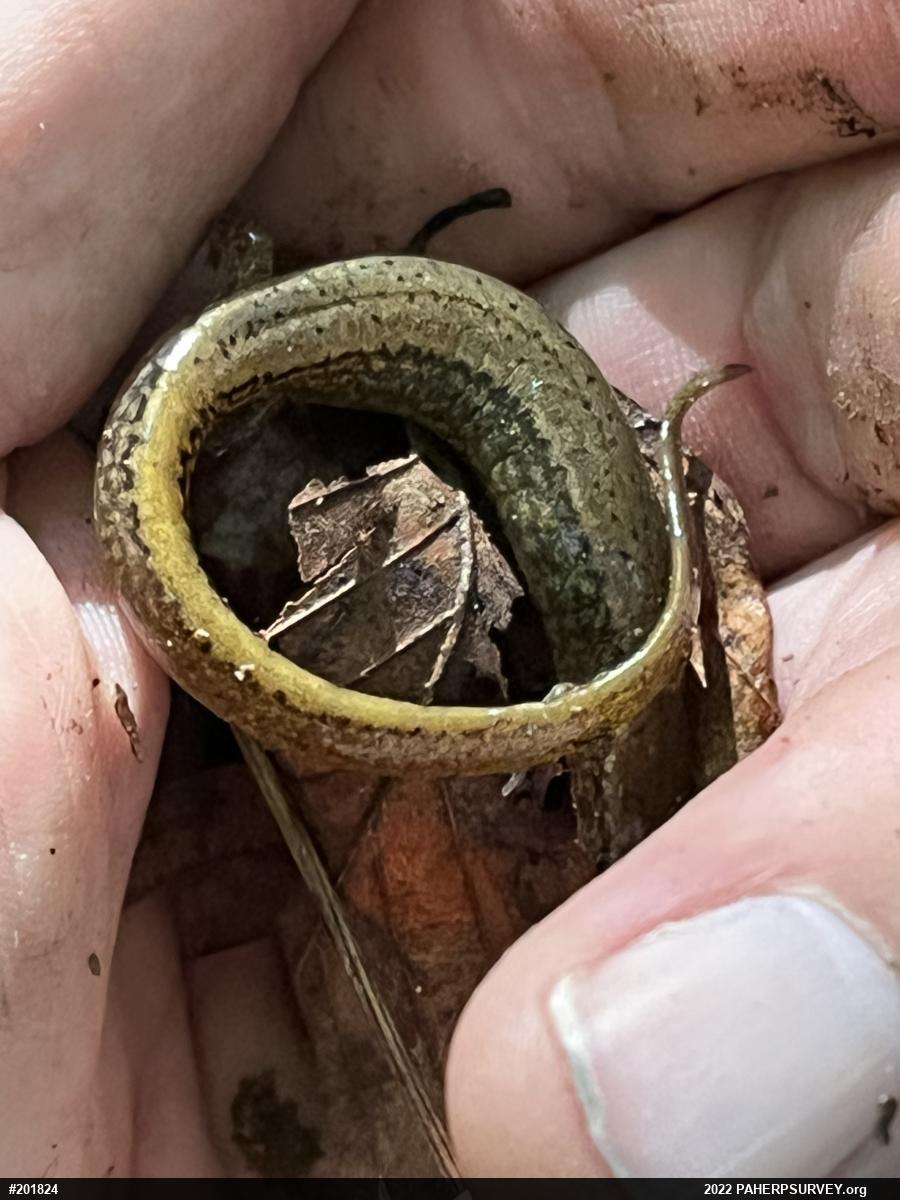 Northern Two-lined Salamander
