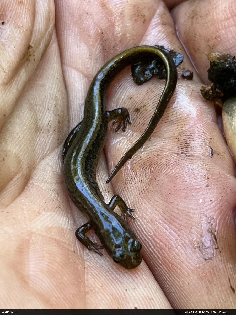 Northern Two-lined Salamander