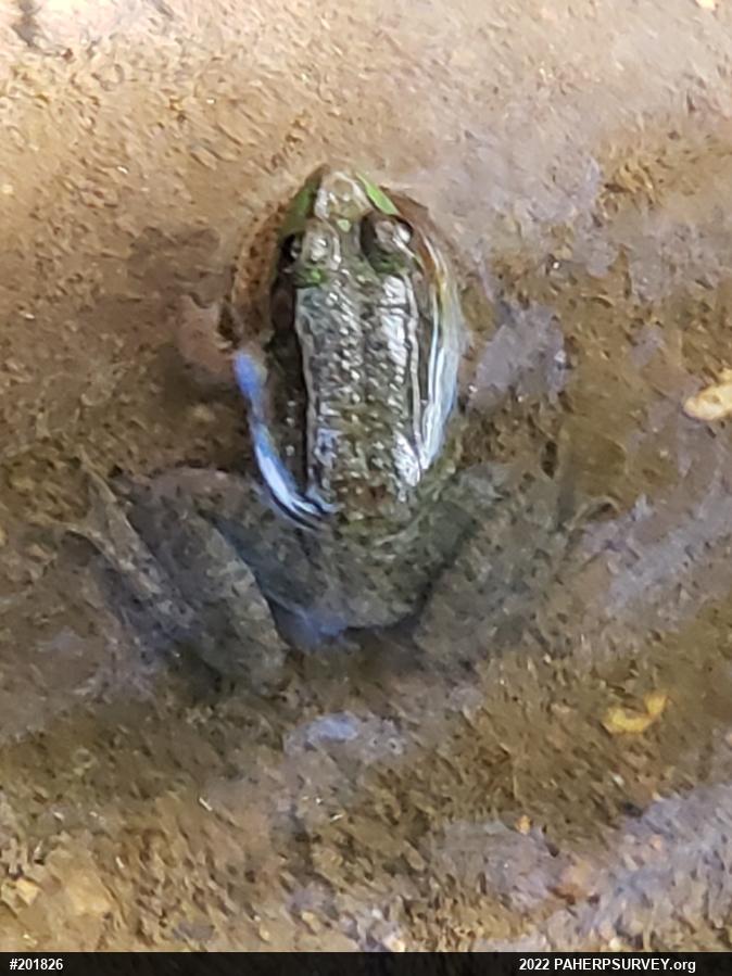 Green Frog