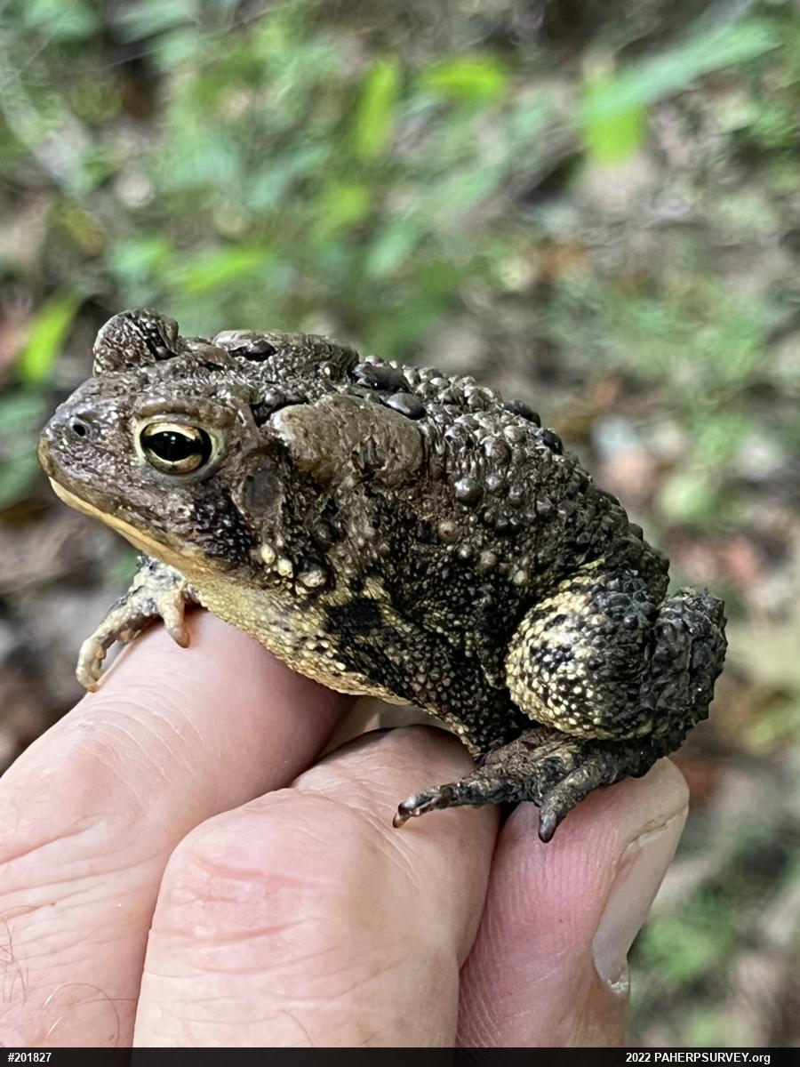 Eastern American Toad